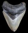 Venice Megalodon Tooth - Great Serrations! #9936-1